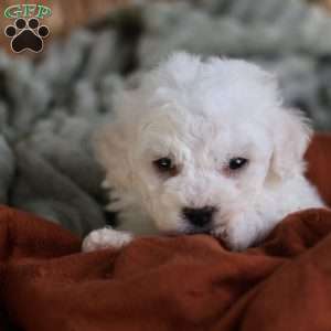 Frosty (tiny), Bichon Frise Puppy